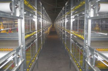 Broiler Cage Systems