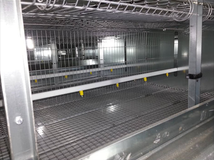 Egg Chick Cage Systems Water Drinking System