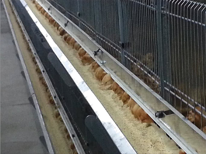 Egg Chick Cage Systems Feeding System
