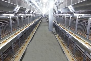 Egg Chick Cage Systems