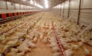 Natural Poultry Farming